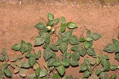 Desmodium repandum